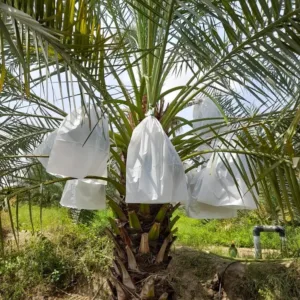 White non-woven date protective bags wrapped around individual fruit bunches on a Kharek date palm tree to shield crops from pests and weather.